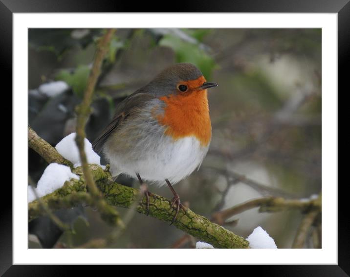           Spring Robin Framed Mounted Print by Peter Ash