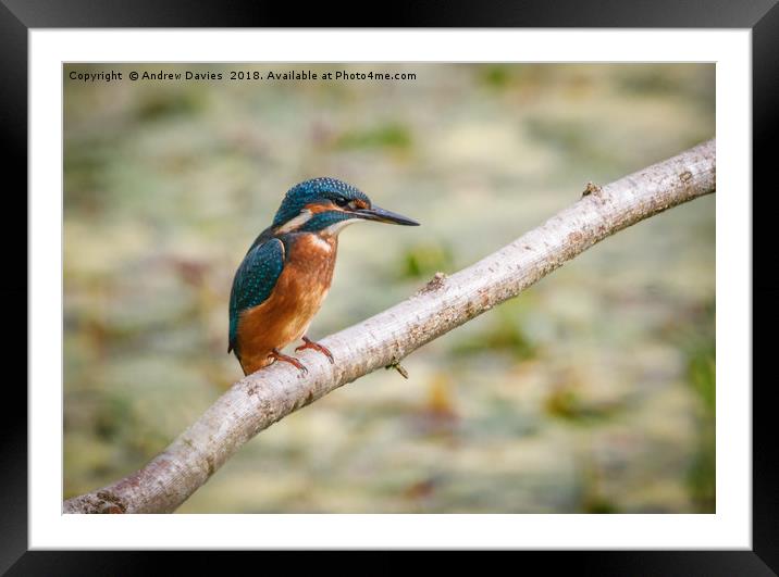 Kingfisher Framed Mounted Print by Drew Davies
