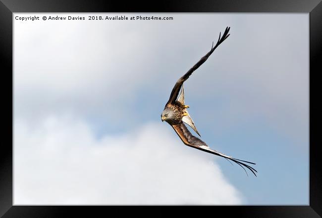 Red Kite of Brecon Beacons Framed Print by Drew Davies