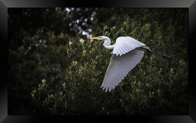 Great Egret Framed Print by Drew Davies