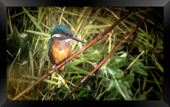 Kingfisher at the Teifi Framed Print by Drew Davies