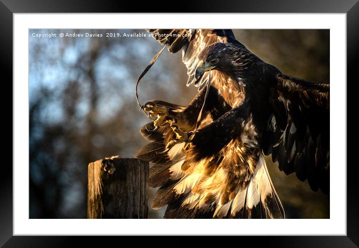 Golden Eagle Framed Mounted Print by Drew Davies