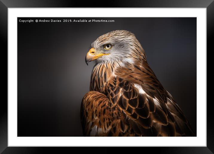 Red Kite Portrait Framed Mounted Print by Drew Davies