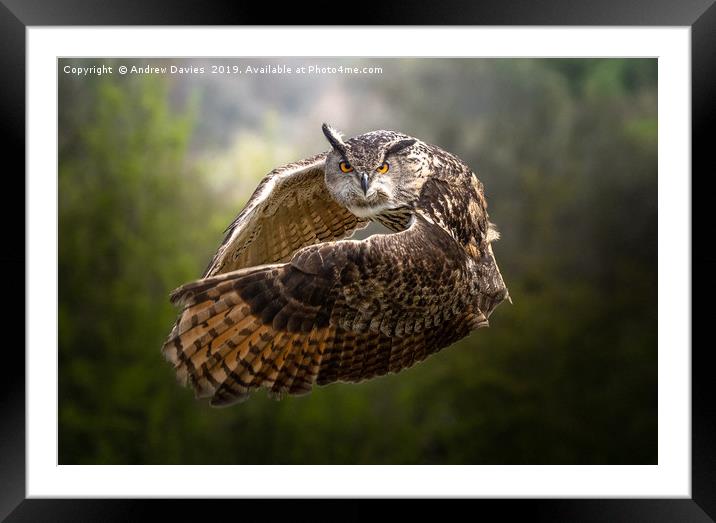 European Eagle Owl Framed Mounted Print by Drew Davies