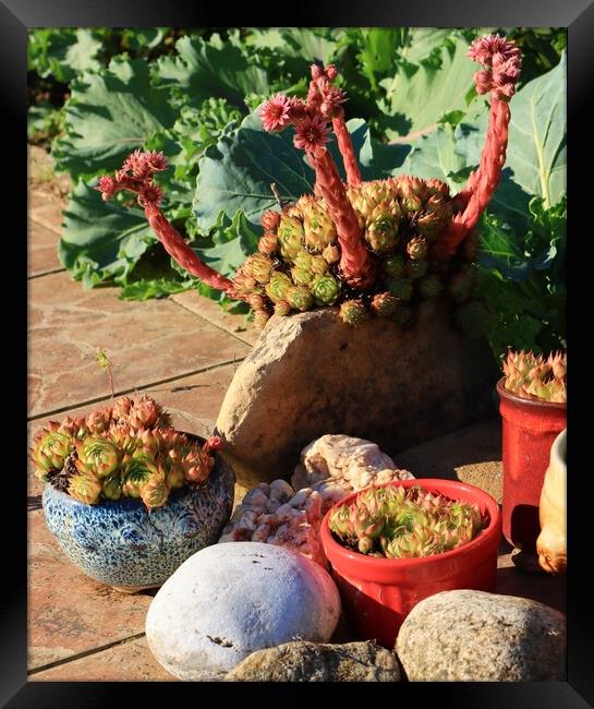 Ornamental little garden photo Framed Print by Roman Zajíc