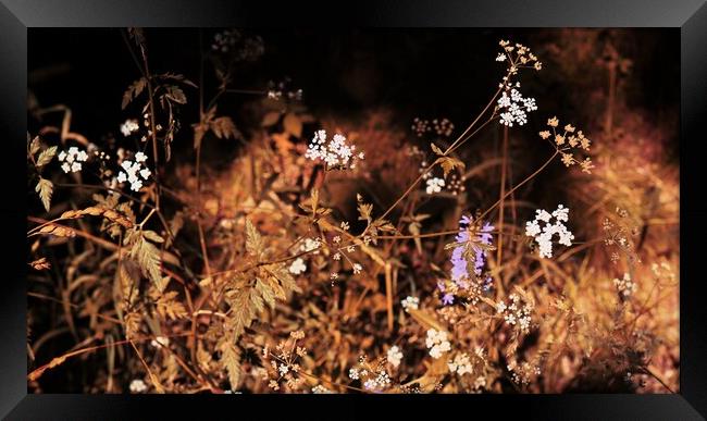 Summer floral meadow Framed Print by Roman Zajíc