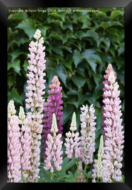 Lupins  Framed Print by Dawn Tonge