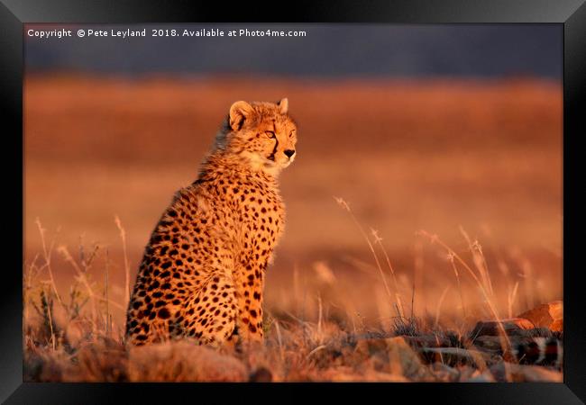 Cheetah Sunset Framed Print by Pete Leyland