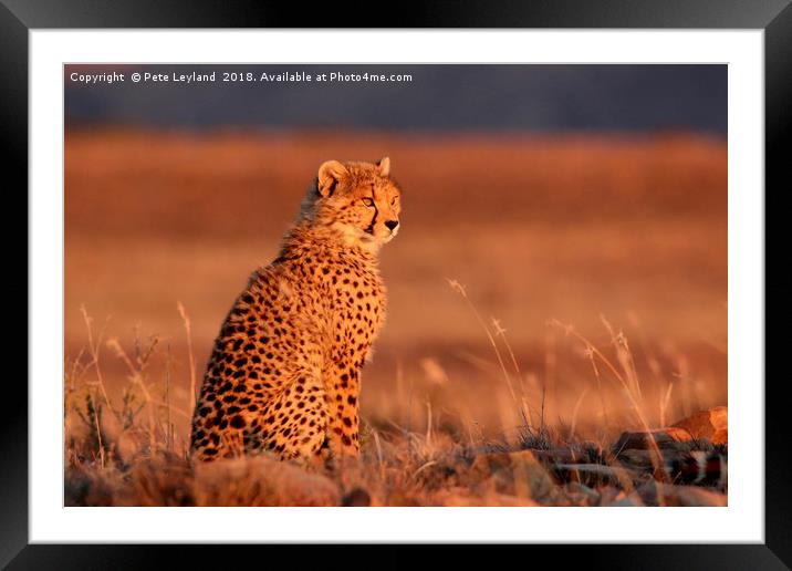 Cheetah Sunset Framed Mounted Print by Pete Leyland