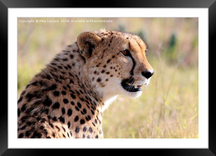 Cheetah On The Lookout Framed Mounted Print by Pete Leyland