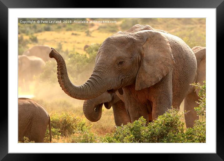 Elephant Communication Framed Mounted Print by Pete Leyland