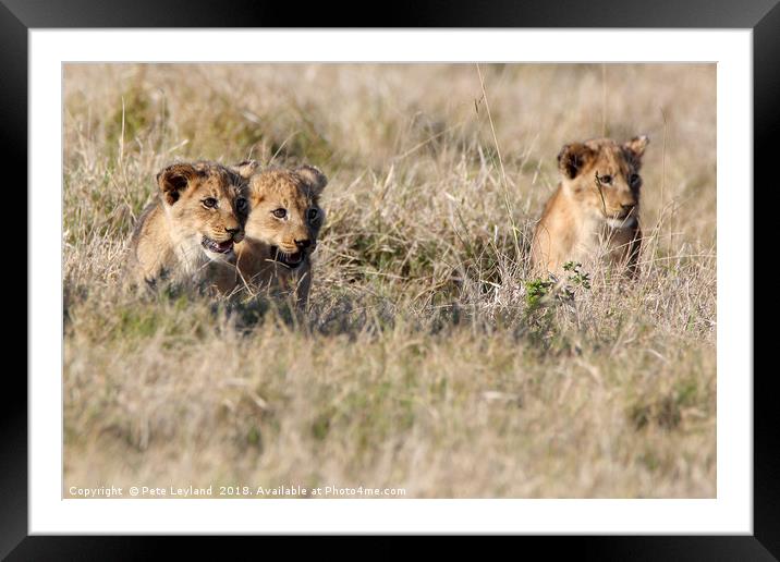 Lion Cubs Framed Mounted Print by Pete Leyland
