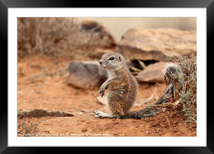Baby Ground Squirrel Framed Mounted Print by Pete Leyland