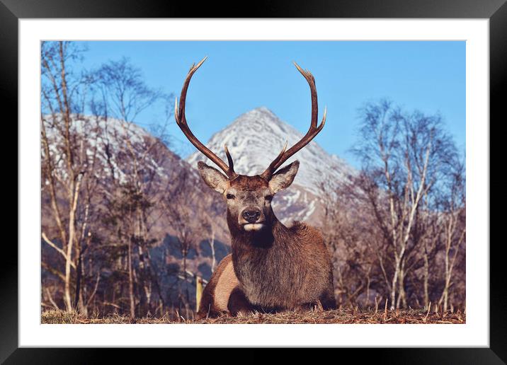 Glen Etive Stag, Scotland Framed Mounted Print by Ryan Brown