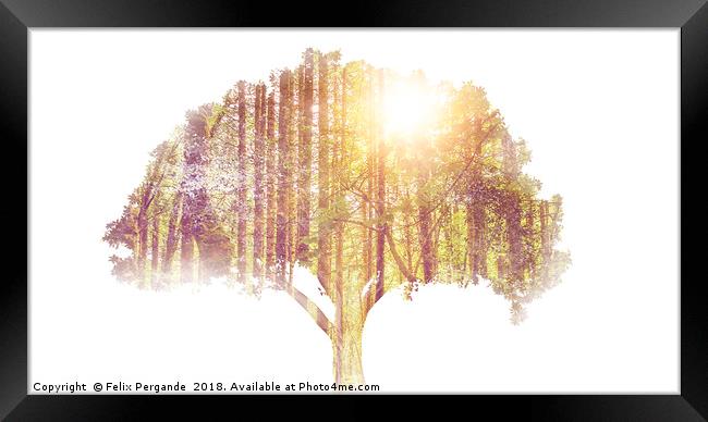tree double exposure Framed Print by Felix Pergande