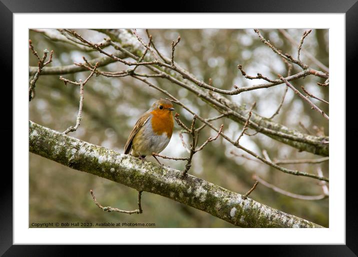 Robin in tree Framed Mounted Print by Bob Hall