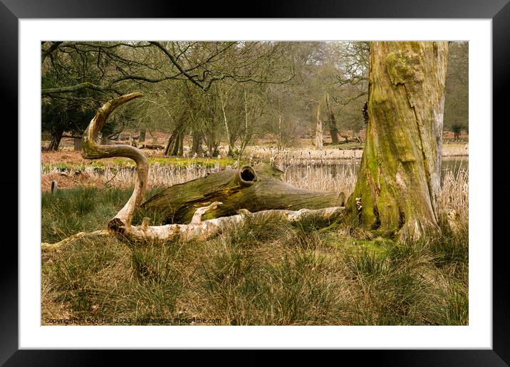 Outdoor  Framed Mounted Print by Bob Hall