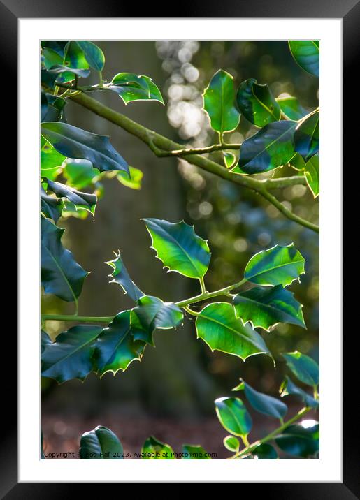 Holly Framed Mounted Print by Bob Hall