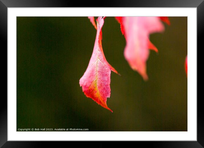 Lonely leaf Framed Mounted Print by Bob Hall