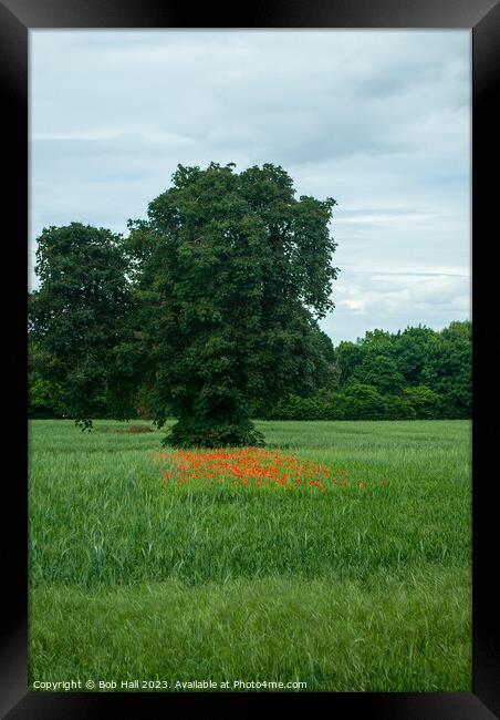 Apley woods with red poppies Framed Print by Bob Hall