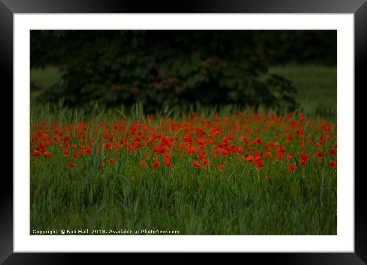 Poppy field Framed Mounted Print by Bob Hall