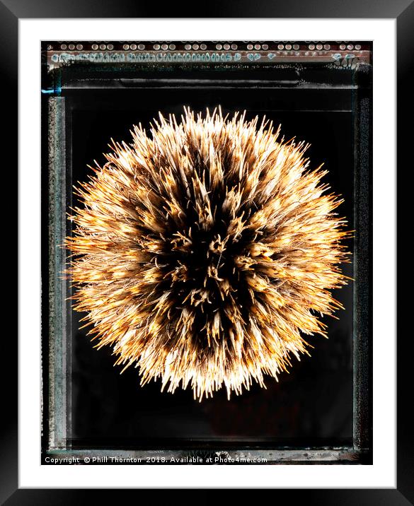 Type 55 Thistle Framed Mounted Print by Phill Thornton