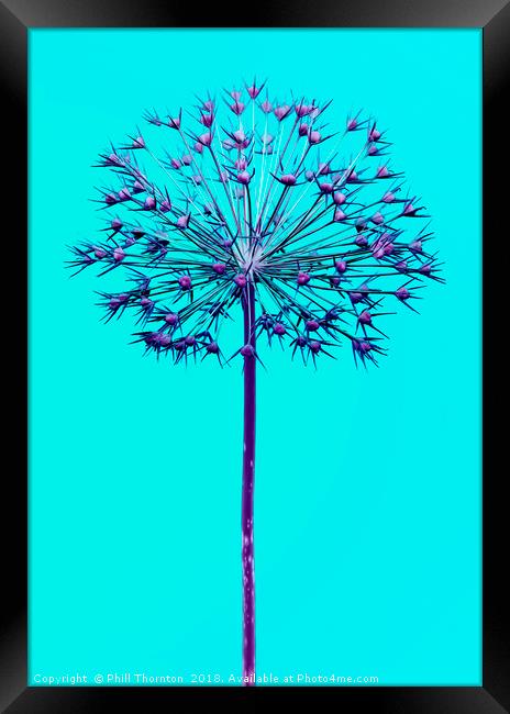 Abstract Allium No.4 Framed Print by Phill Thornton