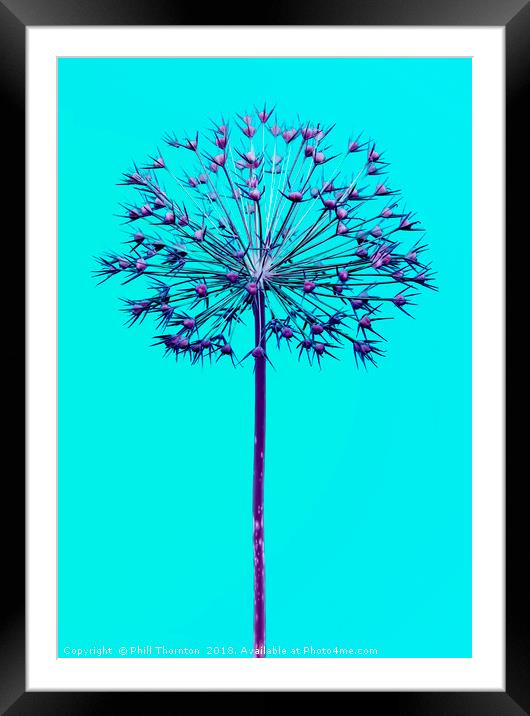 Abstract Allium No.4 Framed Mounted Print by Phill Thornton