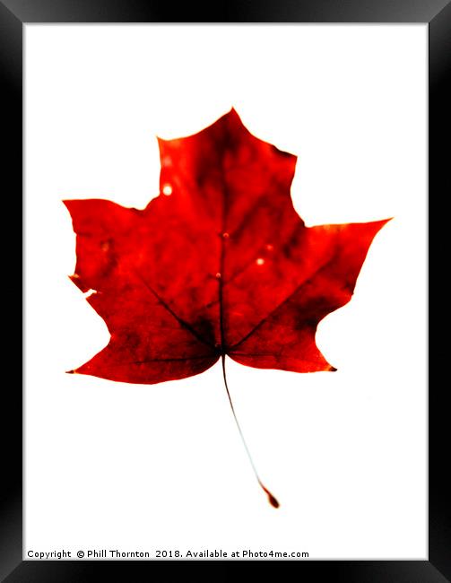 Maple Leaf on White. Framed Print by Phill Thornton
