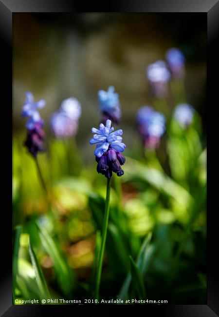 A Flowering Two-Tone Grape Hyacinths. Framed Print by Phill Thornton