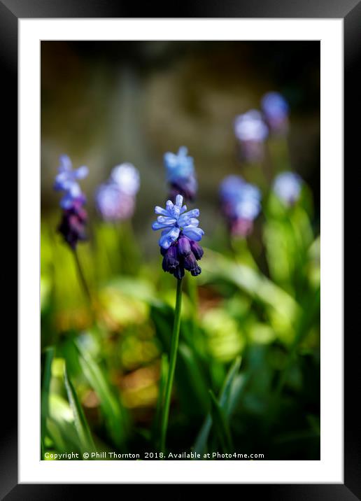 A Flowering Two-Tone Grape Hyacinths. Framed Mounted Print by Phill Thornton