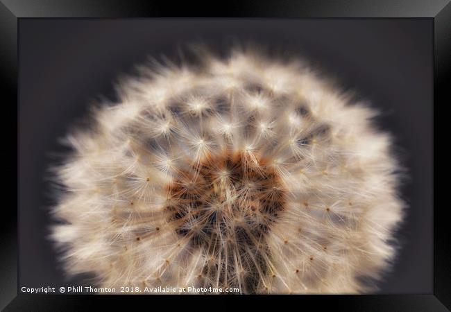 Close up of a Dandelion head. Framed Print by Phill Thornton