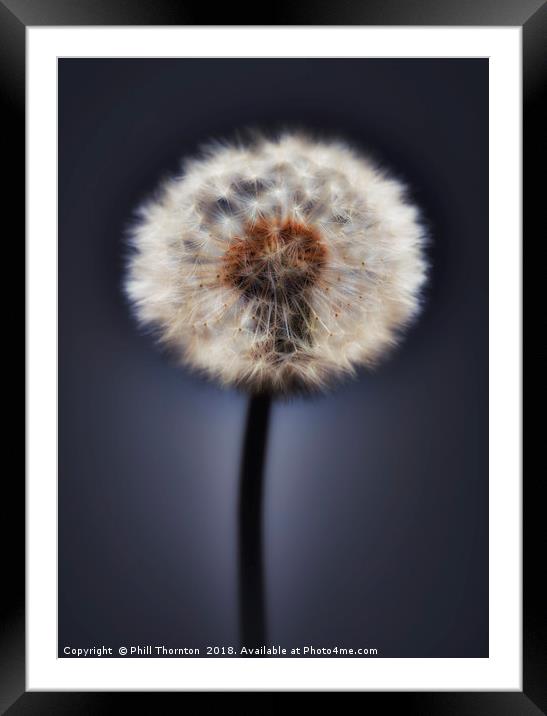Close up of a Dandelion head, No. 2. Framed Mounted Print by Phill Thornton