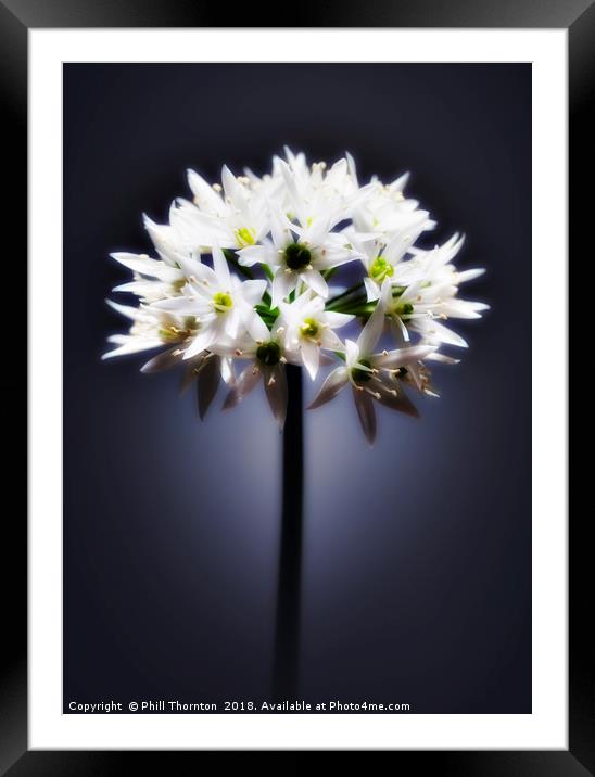 Wild Garlic flower Framed Mounted Print by Phill Thornton