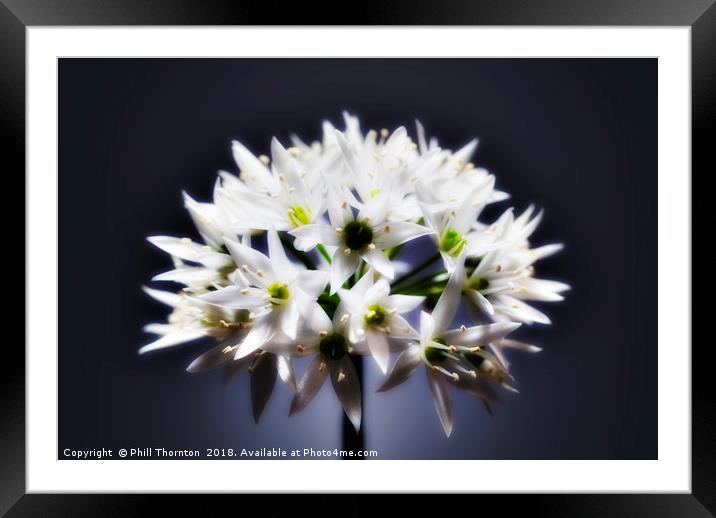 Wild Garlic flower No. 2 Framed Mounted Print by Phill Thornton