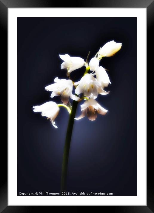 The white Bluebell. Framed Mounted Print by Phill Thornton