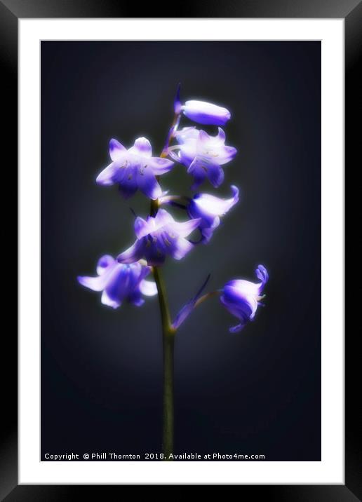 The blue Bluebell. Framed Mounted Print by Phill Thornton