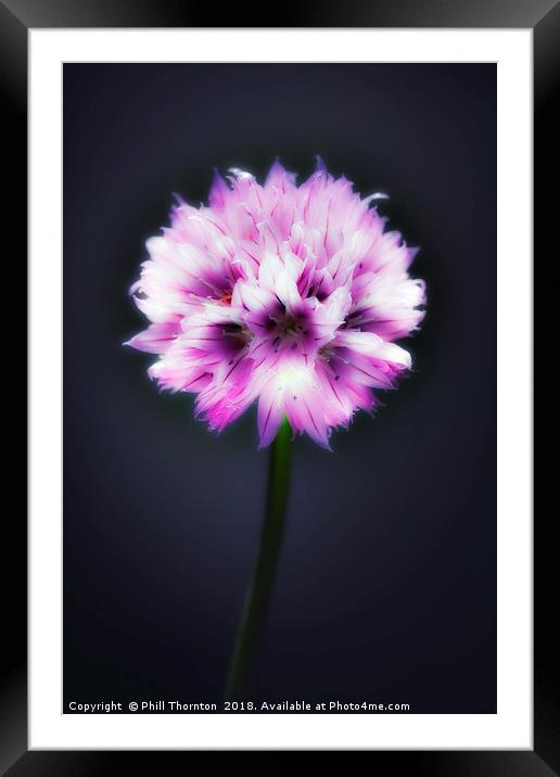 Single flowering Chive herb. Framed Mounted Print by Phill Thornton