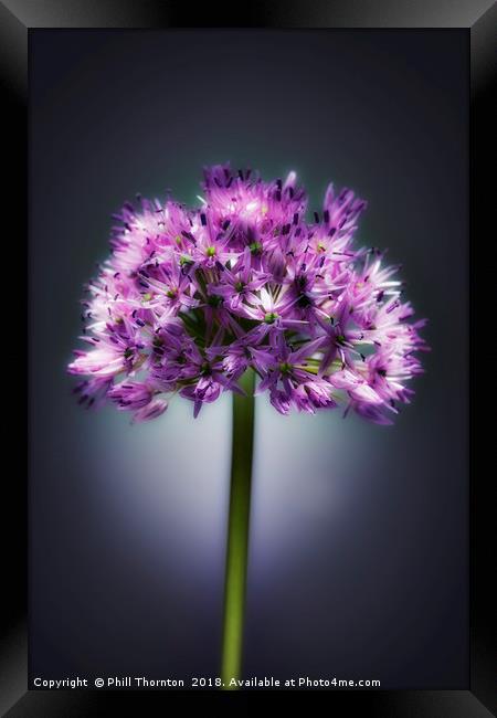 Single purple Allium. Framed Print by Phill Thornton