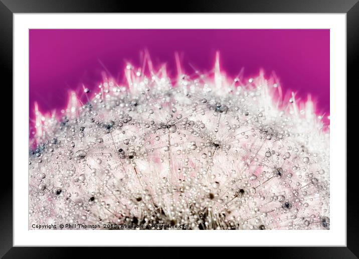 Abstract close up of a Dandelion head, with dew. Framed Mounted Print by Phill Thornton