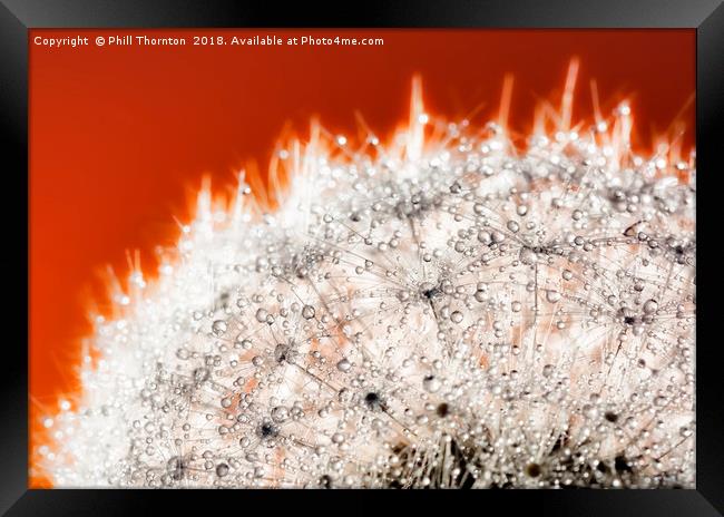 Abstract close up of a Dandelion head, with dew. Framed Print by Phill Thornton