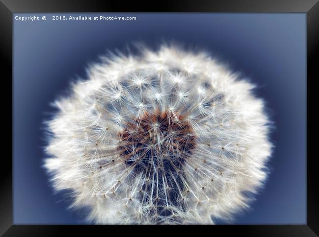 Close up of a Dandelion head No. 2 Framed Print by Phill Thornton