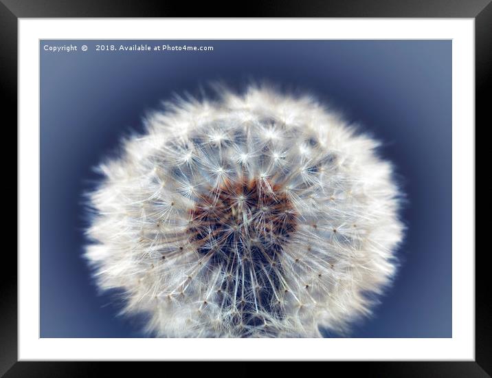 Close up of a Dandelion head No. 2 Framed Mounted Print by Phill Thornton