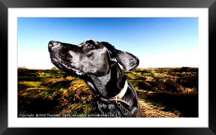 Catching the scent. Framed Mounted Print by Phill Thornton