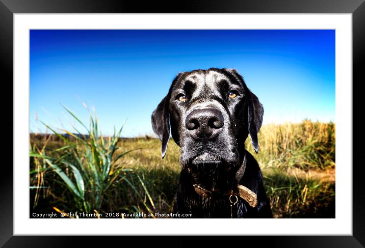 Portrait of a Black Lab Framed Mounted Print by Phill Thornton