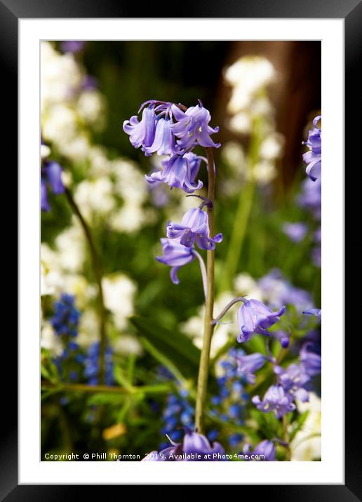 Bluebells in spring No. 2 Framed Mounted Print by Phill Thornton