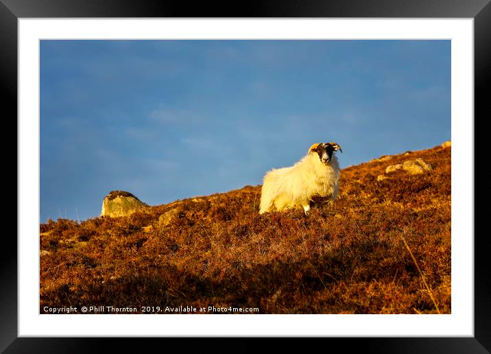 A Highland sheep on the Scottish Highlands. Framed Mounted Print by Phill Thornton