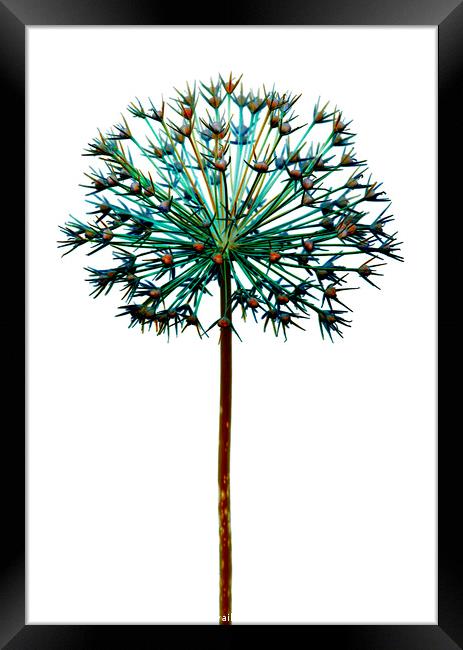 Abstract Allium No.2 Framed Print by Phill Thornton