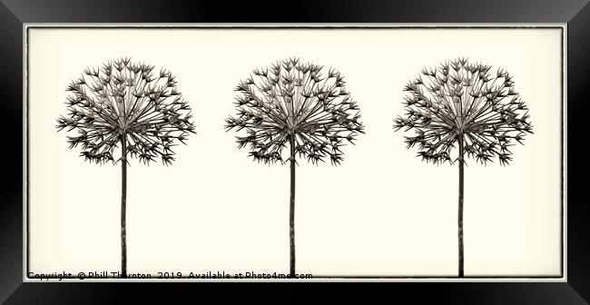 Antique Allium Trio Framed Print by Phill Thornton