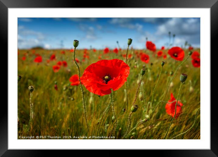 Poppies in the summer sunshine. Framed Mounted Print by Phill Thornton